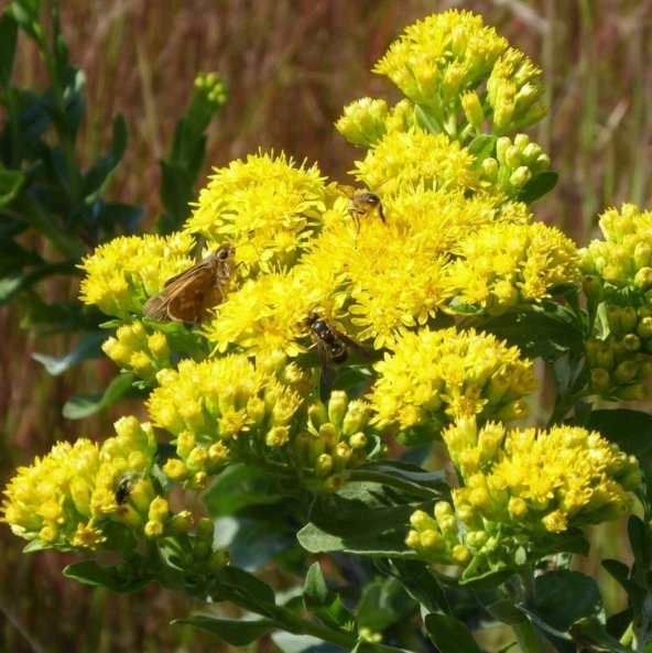 Altın Başak (Stiff Goldenrod) Çiçeği Tohumu(100 tohum) ürün görseli 1