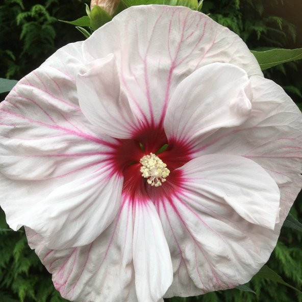 Süt Beyazı Hibiscus Çiçeği Tohumu(20 adet) ürün görseli 1