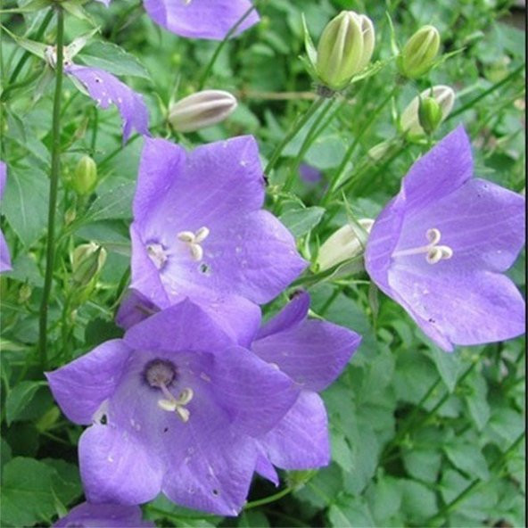 Light Blue Campanula Çan Çiçeği Tohumu (100 tohum) ürün görseli 1