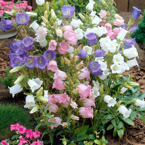 Katmerli Campanula Karışık Çan Çiçeği Tohumu (100 tohum) ürün görseli 1