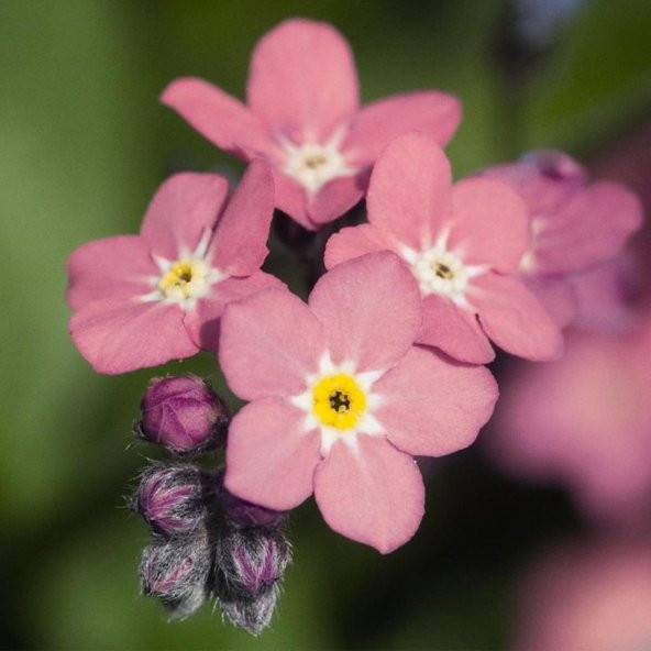 Pembe Renkli Beni Unutma Çiçeği Tohumu(100 adet) ürün görseli 1