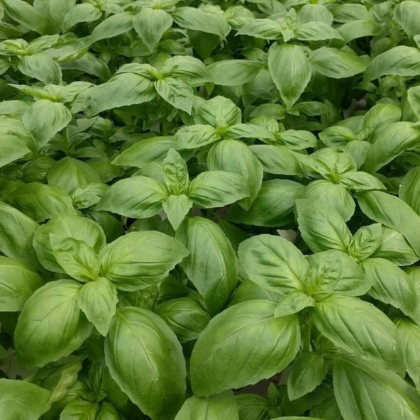 Green Flesh Geniş Yapraklı Aromatik Fesleğen Tohumu (50 tohum) ürün görseli 1