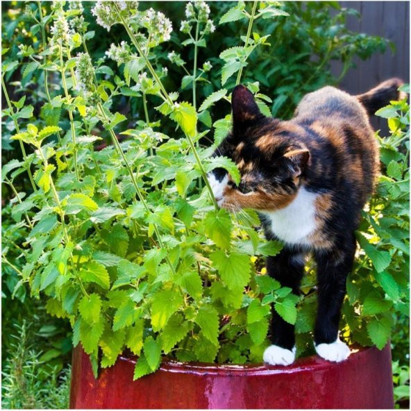 Kedi Otu Tohumu (75 tohum) ürün görseli 1