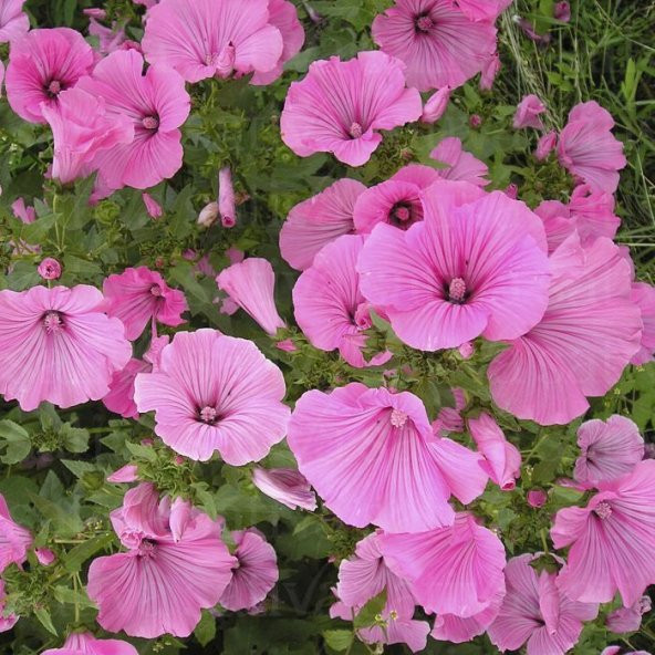 Lavatera Trimestris Regis Pembe Pamuk Çiçeği Tohumu (50 tohum) ürün görseli 1