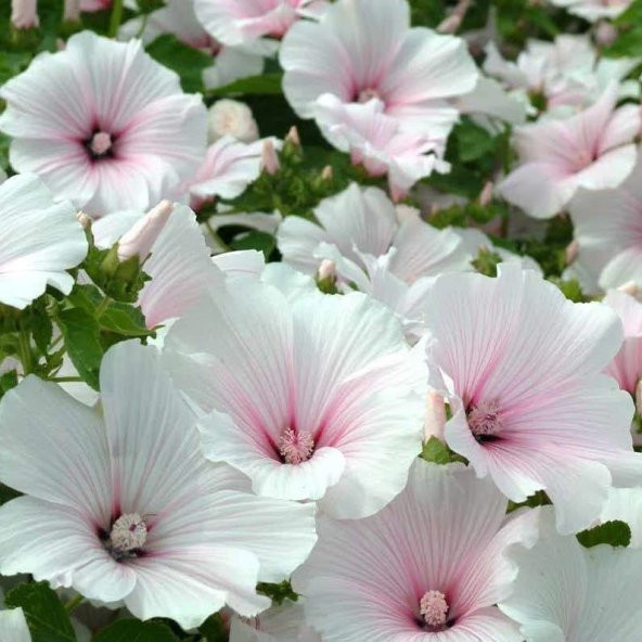 Lavatera Trimestris Regis Pure White Pamuk Çiçeği Tohumu(50 tohum) ürün görseli 1