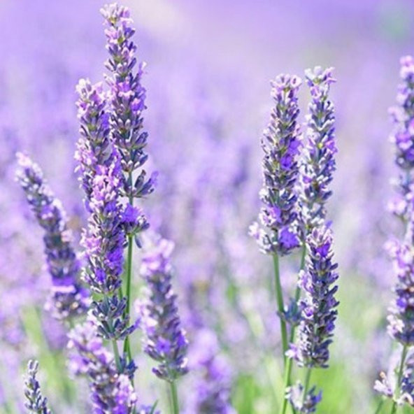 Lavandula Angustifolia Lavanta Çiçeği Tohumu(100 adet) ürün görseli 1