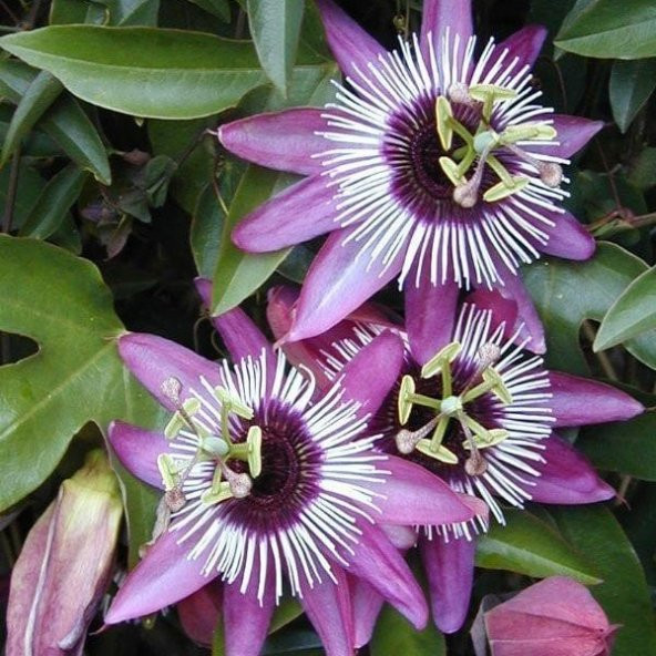 Passiflora Edulis Maruçya Tohumu (3 adet) ürün görseli 1