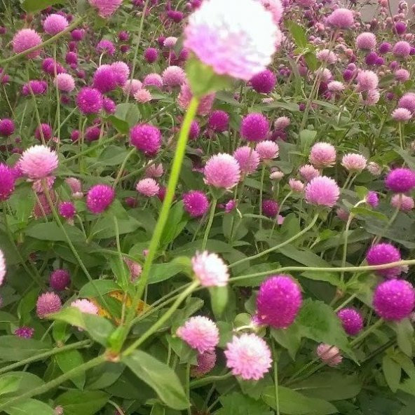 Gomphrena Globosa Karışık Medine Çiçeği Tohumu (50 tohum) ürün görseli 1