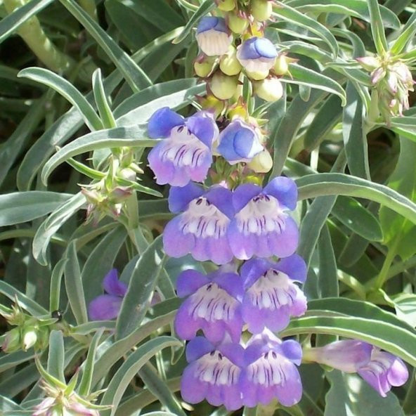 Sweet Lady Penstemon Çiçeği Tohumu(50 adet) ürün görseli 1