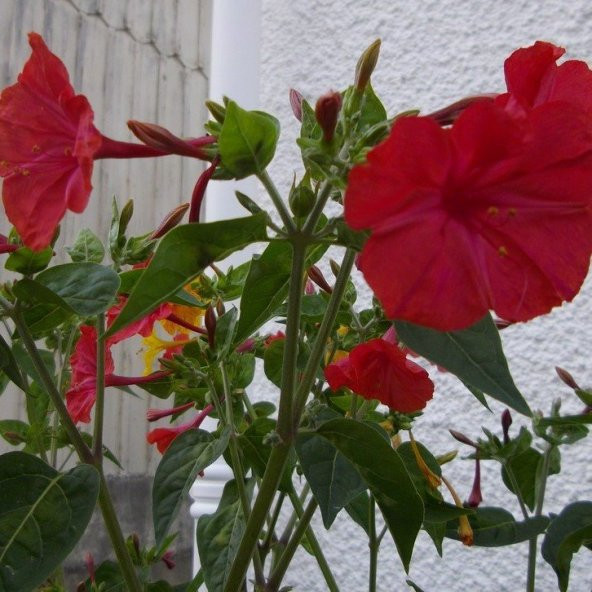 Bright Red Akşam Sefası Çiçeği Tohumu(20 tohum) ürün görseli 1