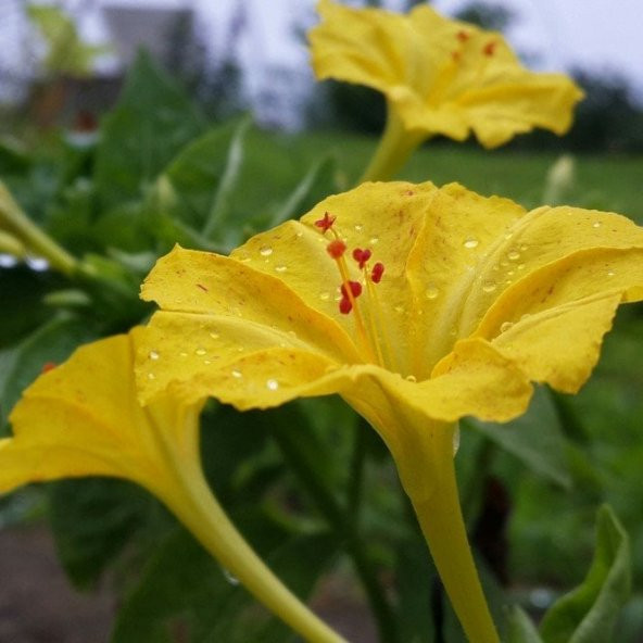 Sarı Rüya Yellow Akşam Sefası Çiçeği Tohumu(20 tohum) ürün görseli 1