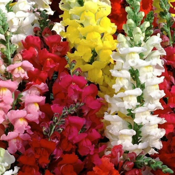Antirrhinum Rainbow Mixed Karışık Aslanağzı Çiçeği Tohumu(200 tohum) ürün görseli 1