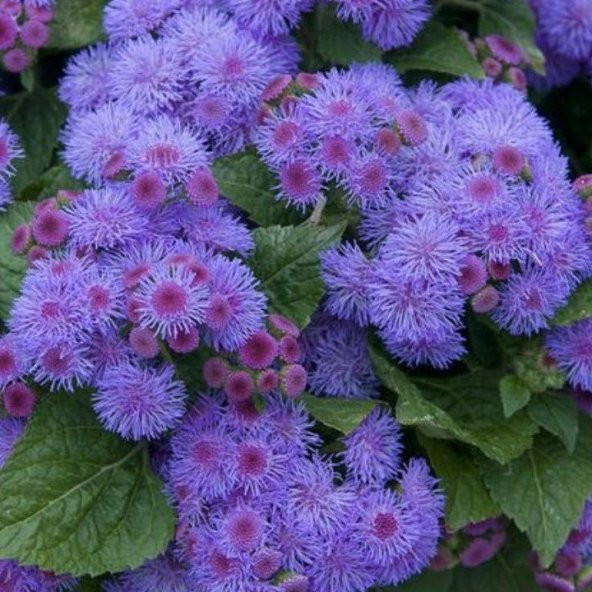 Mavi Renkli Ageratum(Vapur Dumanı)  Çiçeği Tohumu (100 tohum) ürün görseli 1