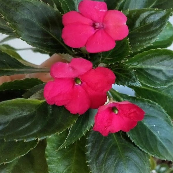 Saksılık Pembe Renkli Bodur Cam Güzeli Çiçeği Tohumu(20 tohum) ürün görseli 1