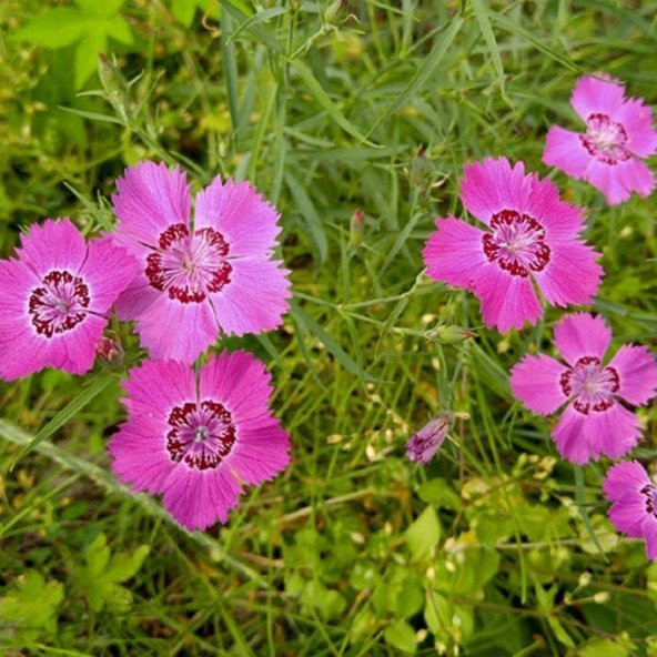 Dianthus Kır Pembesi Çiçeği Tohumu(50 adet) ürün görseli 1