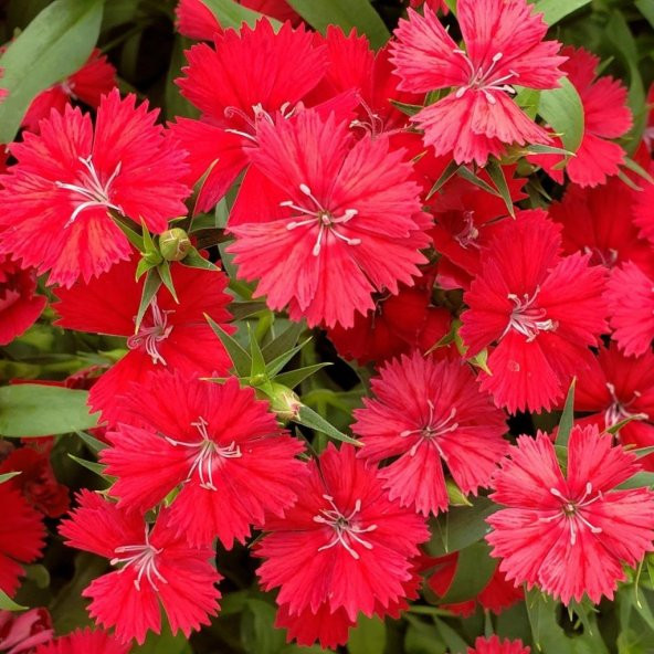 Dianthus Heddewigii Bravo Karanfil Çiçeği Tohumu (100 adet) ürün görseli 1