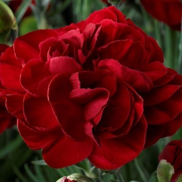 Red Love Karanfil Çiçeği Tohumu(70 adet) ürün görseli 1