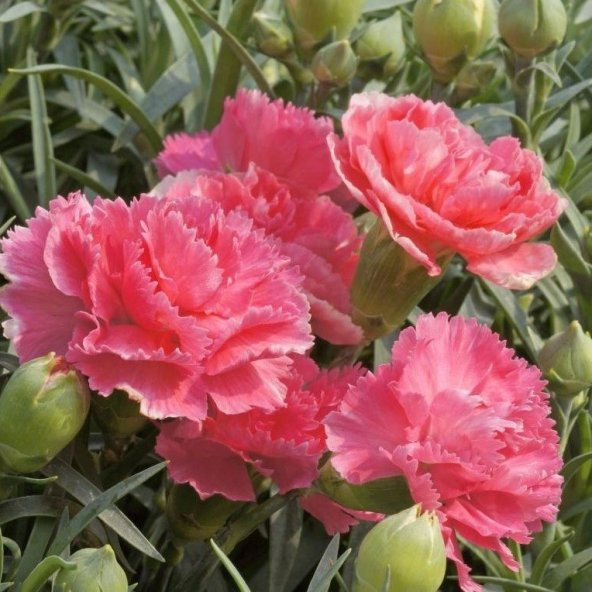 Pure Rose Karanfil Çiçeği Tohumu(70 adet) ürün görseli 1
