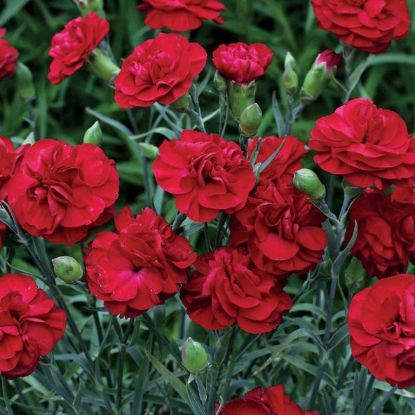 Crimson Karanfil Çiçeği Tohumu(70 adet) ürün görseli 1