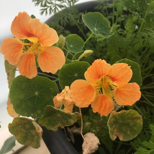 Tropaeolum Peach Melba Latin Çiçeği Tohumu (10 adet) ürün görseli 1