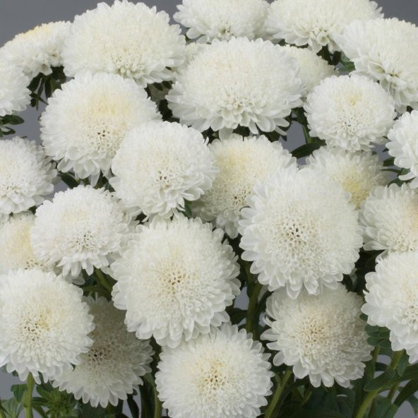 Ponpon White (Beyaz) Renkli Aster Çiçeği Tohumu (20 tohum) ürün görseli 1