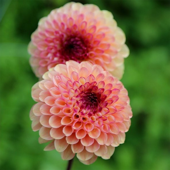 Pompon Red Marble Crimson Aster Çiçeği Tohumu (50 tohum) ürün görseli 1