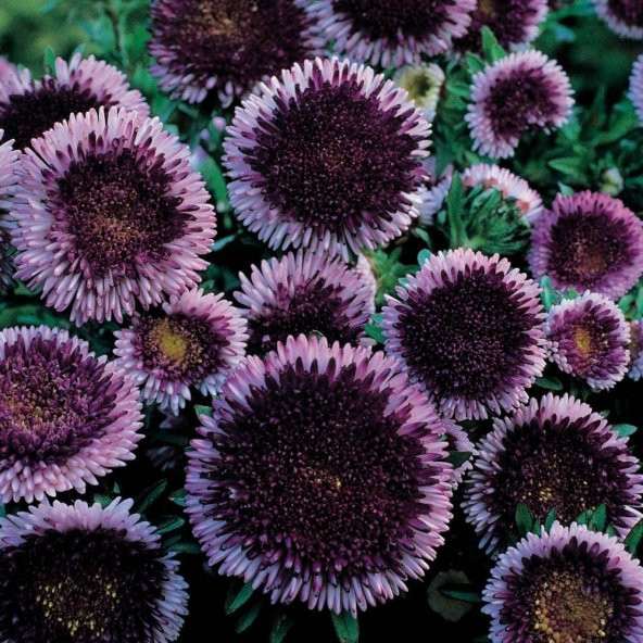 Pompon Hi-no-maru Aster Çiçeği Tohumu (50 tohum) ürün görseli 1