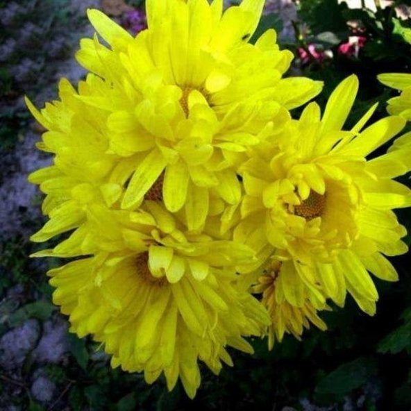 Dona Dayanıklı Pompon Sarı Aster Çiçeği Tohumu (50 tohum) ürün görseli 1
