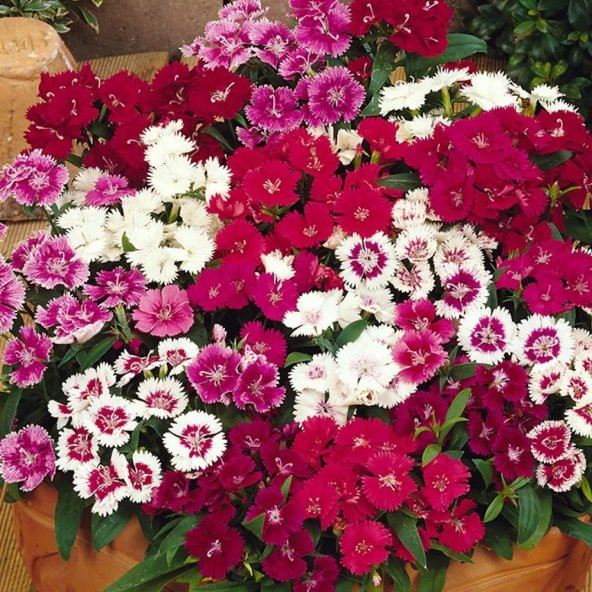 Dianthus Heddewigii Karanfil Çiçeği Tohumu(100 adet) ürün görseli 1