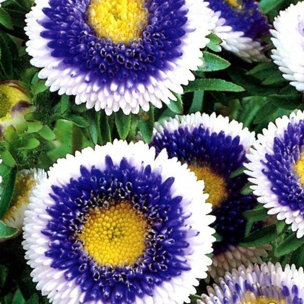 Pompon Hinomaru Karışık Renkli Aster Çiçeği Tohumu(50 tohum) ürün görseli 1