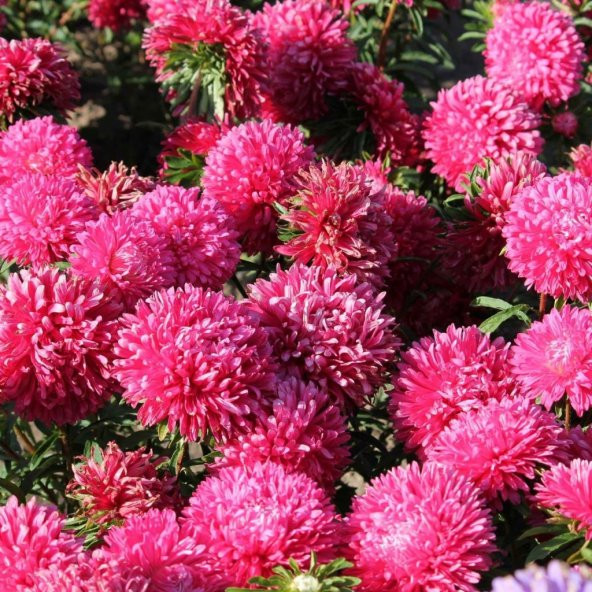 Pompon Fireball Aster Çiçeği Tohumu (50 tohum) ürün görseli 1