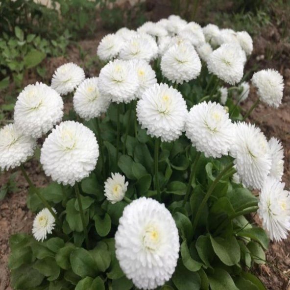 Pompon Beyaz Kartopu Aster Çiçeği Tohumu (50 tohum) ürün görseli 1