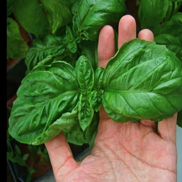Geleneksel Ata Tohumları Large Leaf Marul Yapraklı  Fesleğen Tohumu (250 tohum) ürün görseli 1
