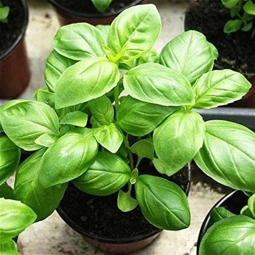 Saksılık Ata Tohumları Geniş Yapraklı İtalyan  Yaprak Fesleğen Tohumu (100 tohum) ürün görseli 1