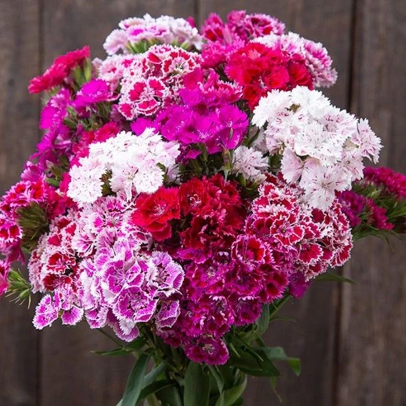 Baby Flowers Mixed Küçük Çiçekli Karanfil Çiçeği Tohumu(50 adet) ürün görseli 1