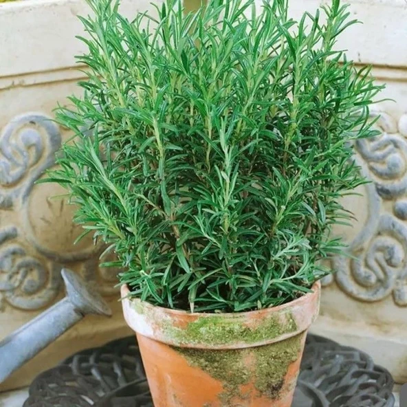 Rosmarinus Officinalis Saksılık Kokulu Aromatik Biberiye Tohumu (500 adet) ürün görseli 1