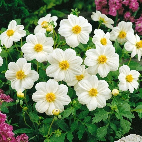 Geleneksel Tohumlar  Bodur Mignon White Dahlia Yıldız Çiçeği Tohumu (80 tohum) ürün görseli 1