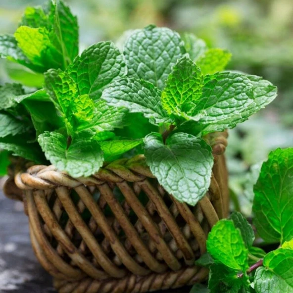 Ata Tohumları Geleneksel Peppermint Nane Tohumu (150 tohum) ürün görseli 1