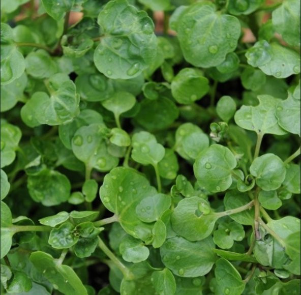 Su Teresi Water Cress Tohumu (40 tohum) ürün görseli 1