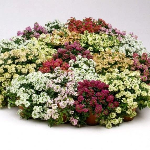 Geleneksel Ata Tohumları Mixed Alisyum Çiçeği Tohumu(50 tohum) ürün görseli 1