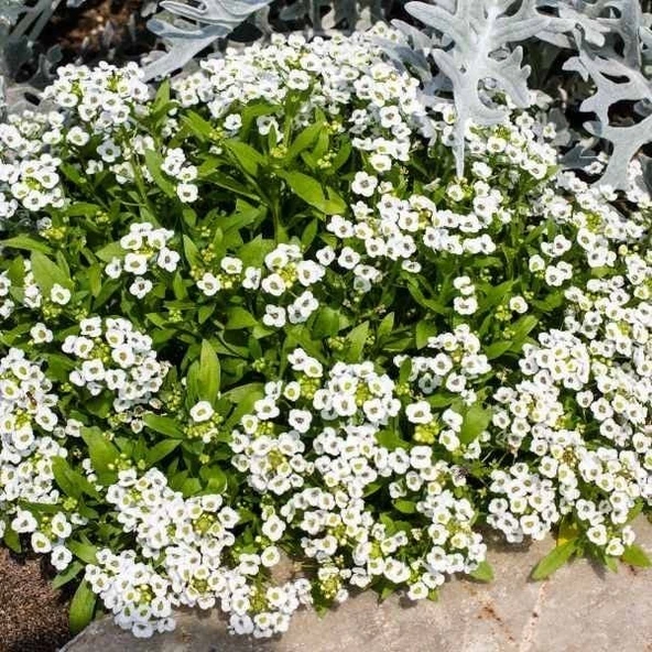 Geleneksel Ata Tohumları Beyaz Uzun Boylu Alisyum Çiçeği Tohumu(100 tohum ürün görseli 1