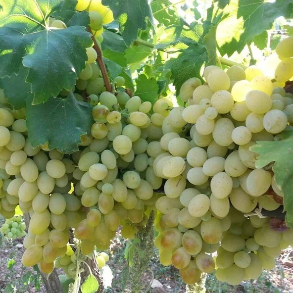 Yüksek Aromalı Sofralık Kurutmalık Besni Üzüm Fidanı ürün görseli 1