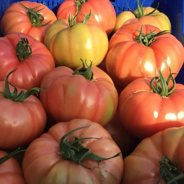 Yüksek Aromalı Gülizar Dilimli Etli  Pembe Köy  Domates Fidesi (4 Adet) ürün görseli 1