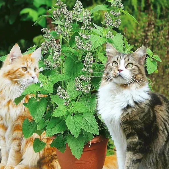 Ata Tohumları Geleneksel  Catnip Kedi Nanesi Tohumu (20 tohum ) ürün görseli 1