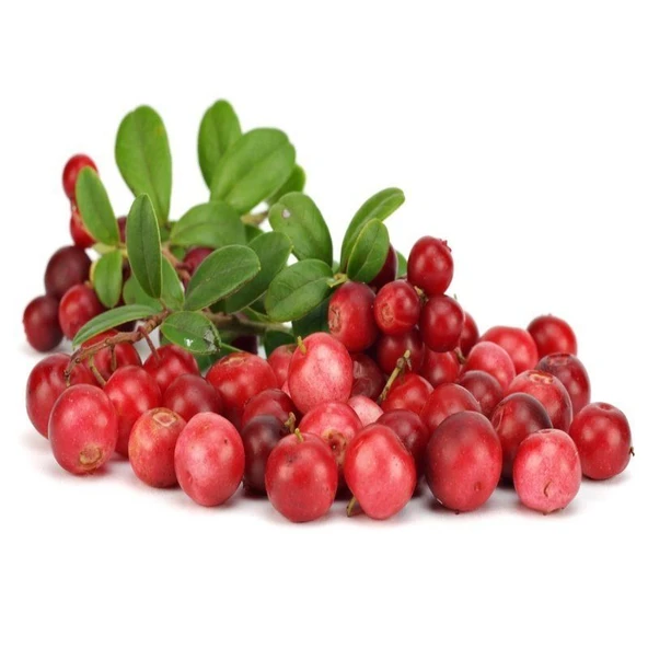 Ata Tohumları Soğuklara Dayanıklı Cranberry Turna Yemişi  Tohumu (5 TOHUM) ürün görseli 1
