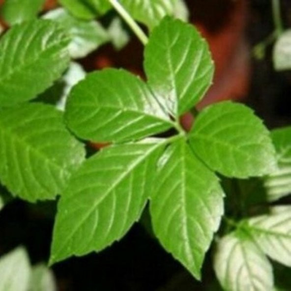 Gynostemma Pentephyllum Jiaogulan Ginseng Fidesi (3 Adet) ürün görseli 1