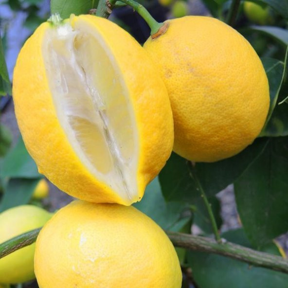 Tüplü Yoğun Kokulu Finike White Limon Fidanı ürün görseli 1