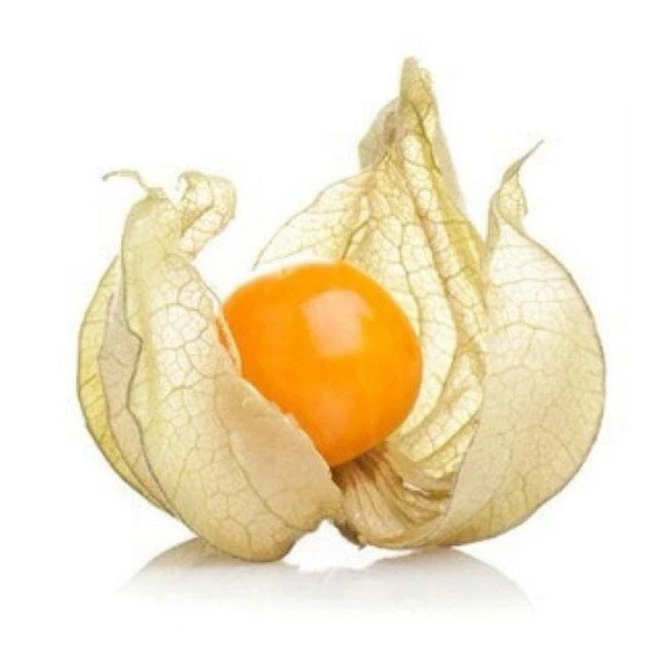 Tüplü Yer Kirazı (Physalis) Altın Çilek Fidanı (20-40 Cm) ürün görseli 1