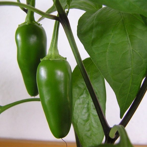 Jalapeno Tombul Acı Biber Fidesi(5 adet) ürün görseli 1