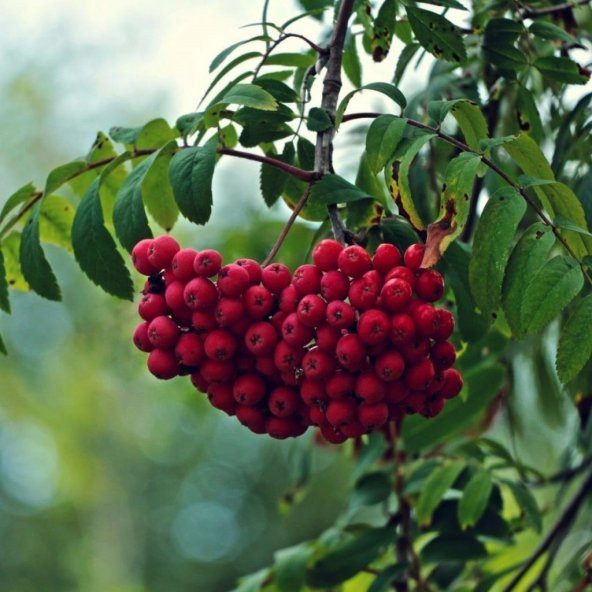 Tüplü Kuş Üvezi (Sorbus aucuparia L.) Fidanı ürün görseli 1